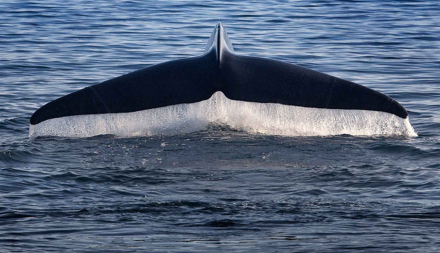 A high resolution photograph of a blue whale's fluke with ocean water flowing off the tail.