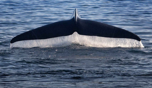 A high resolution photograph of a blue whale's fluke with ocean water flowing off the tail.
